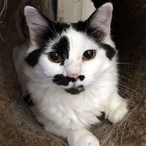 Hope, an adoptable Domestic Short Hair in Garner, NC, 27529 | Photo Image 1