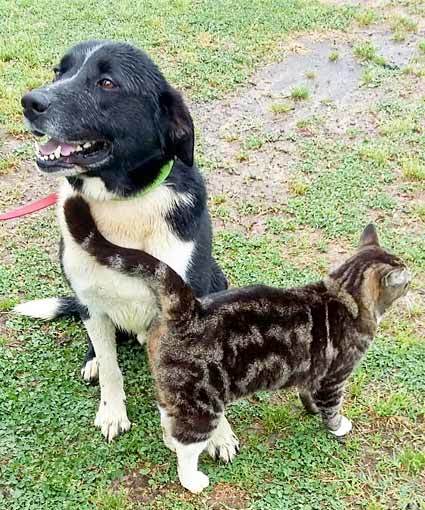 Dog For Adoption Mickey A Border Collie Labrador Retriever