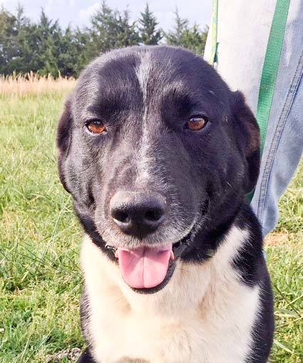 Dog For Adoption Mickey A Border Collie Labrador Retriever