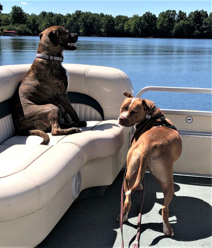 Chips, an adoptable Terrier Mix in Lake Odessa, MI