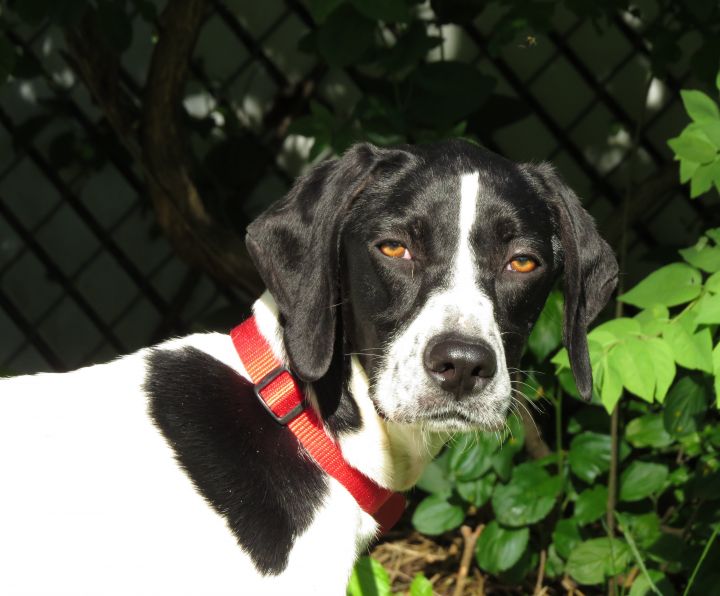 Dog For Adoption Sydney Foster Home Needed An English Pointer