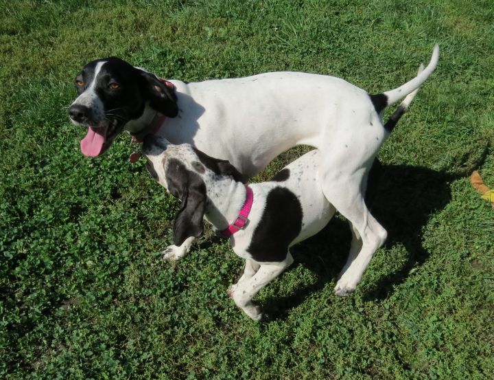 Dog For Adoption Sydney Foster Home Needed An English Pointer