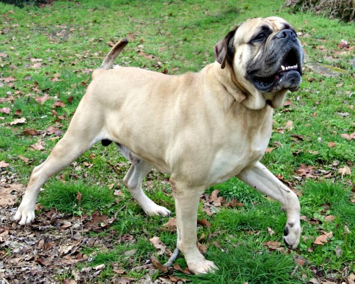 Dog For Adoption Rc A Bullmastiff In Norwood Ga Petfinder