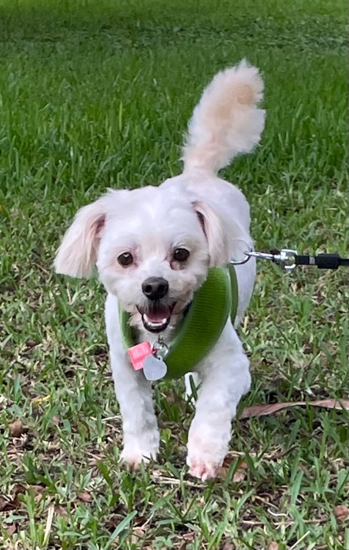 Chopstix, an adoptable Maltese, Miniature Poodle in Davie, FL, 33328 | Photo Image 1