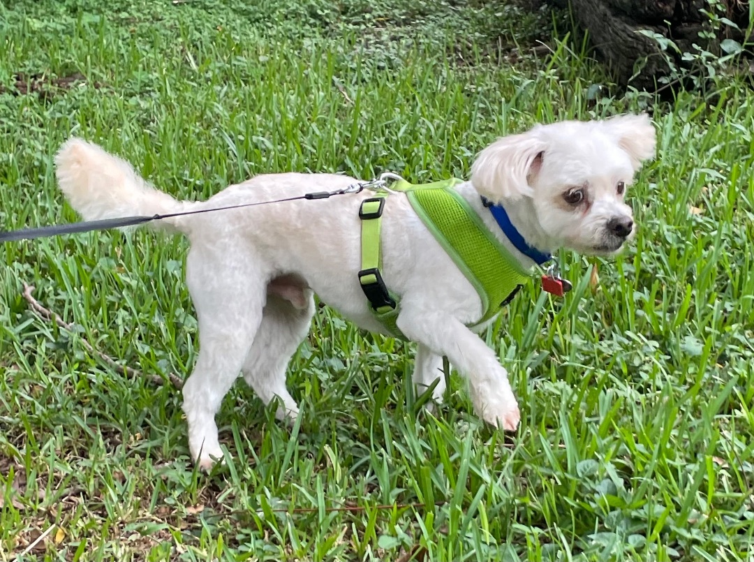 Chopstix, an adoptable Maltese, Miniature Poodle in Davie, FL, 33328 | Photo Image 2