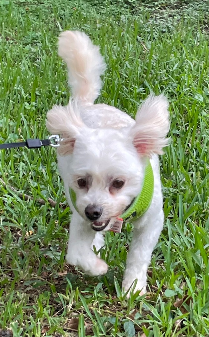 Chopstix, an adoptable Maltese, Miniature Poodle in Davie, FL, 33328 | Photo Image 3