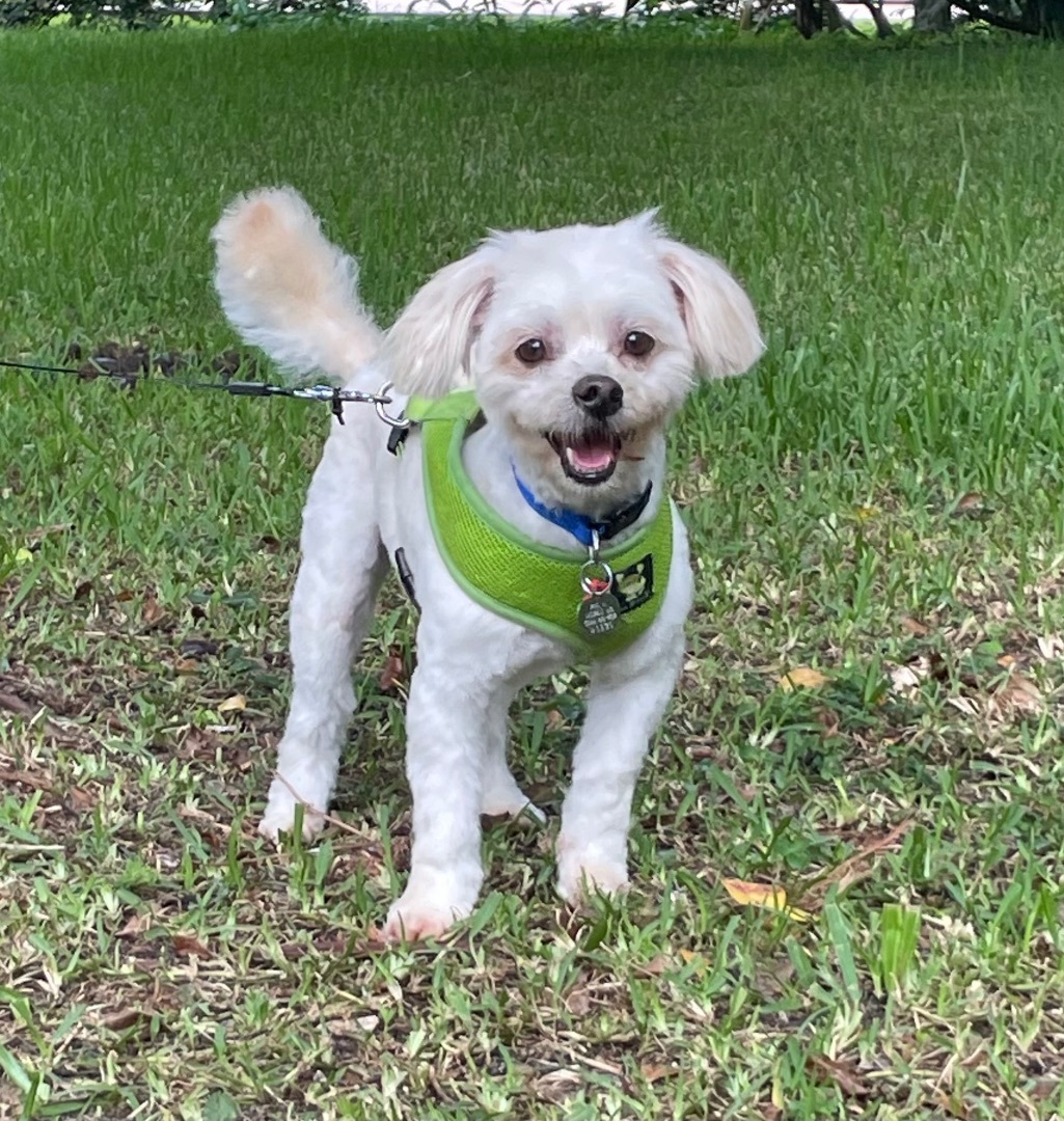 Chopstix, an adoptable Maltese, Miniature Poodle in Davie, FL, 33328 | Photo Image 4