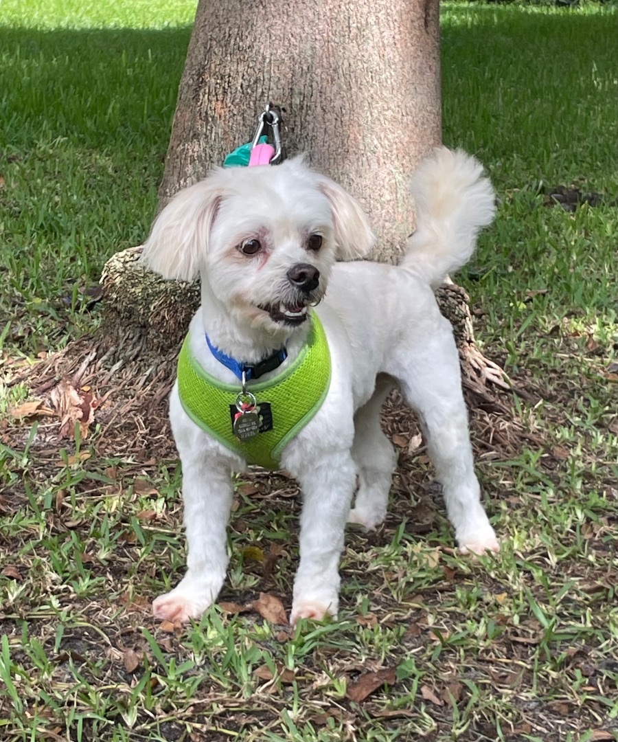 Chopstix, an adoptable Maltese, Miniature Poodle in Davie, FL, 33328 | Photo Image 5