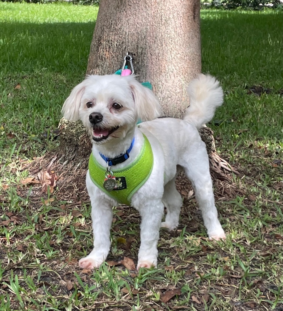 Chopstix, an adoptable Maltese, Miniature Poodle in Davie, FL, 33328 | Photo Image 6