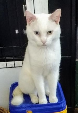 Cat For Adoption Dennie A Domestic Short Hair In Stroudsburg