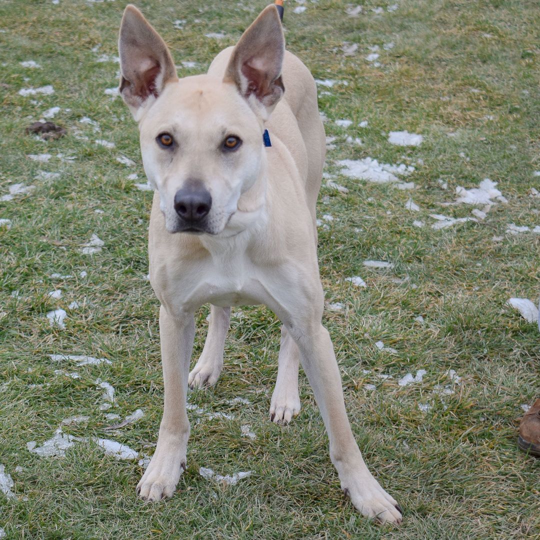Jackson, an adoptable Australian Shepherd, German Shepherd Dog in Huntley, IL, 60142 | Photo Image 2