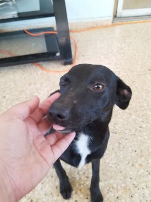 . Ava PR Lab Basenjix .