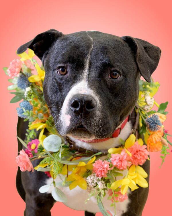 Donatello, an adoptable Pit Bull Terrier in Versailles, KY, 40383 | Photo Image 1