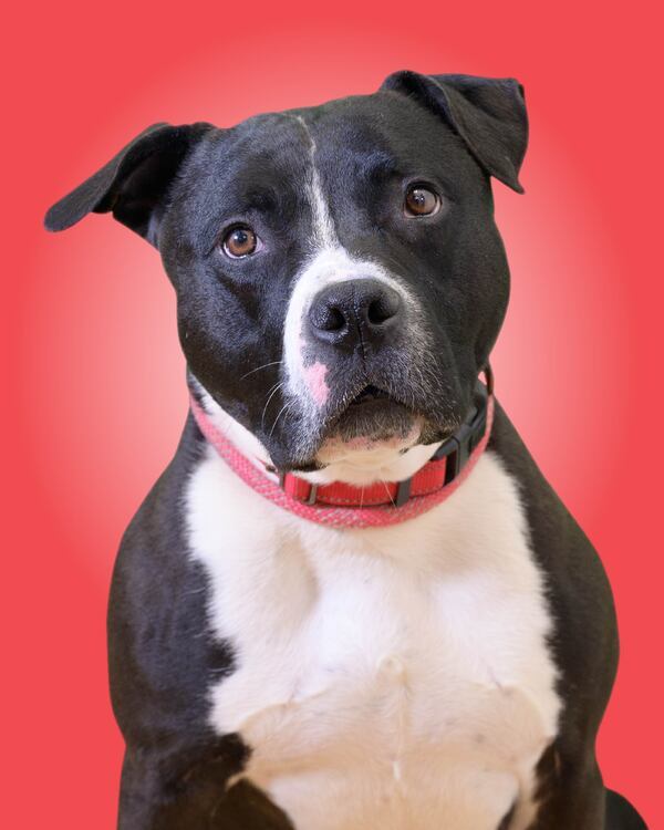 Donatello, an adoptable Pit Bull Terrier in Versailles, KY, 40383 | Photo Image 2