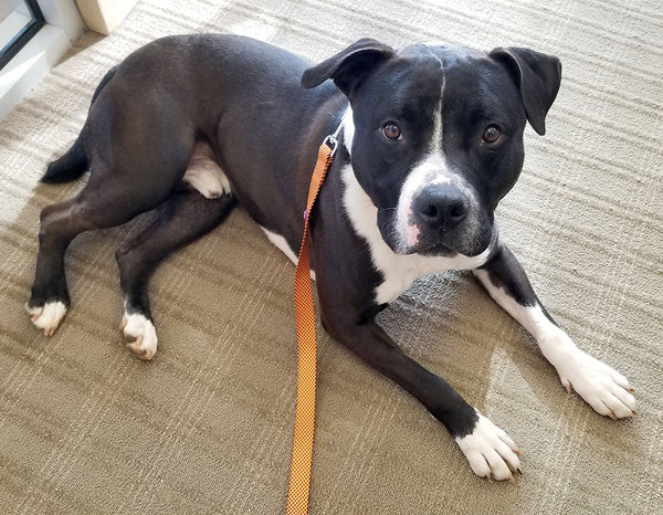 Donatello, an adoptable Pit Bull Terrier in Versailles, KY, 40383 | Photo Image 3