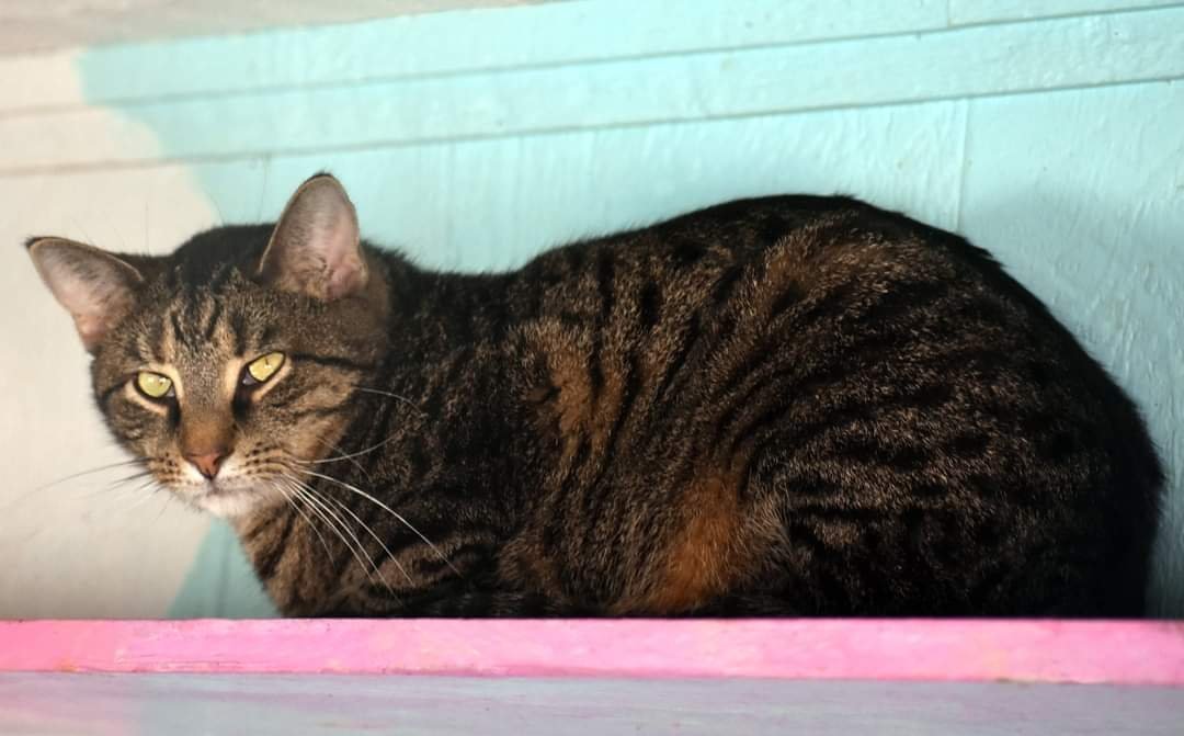 Johnny Rocket, an adoptable Domestic Short Hair in Iroquois, IL, 60945 | Photo Image 1