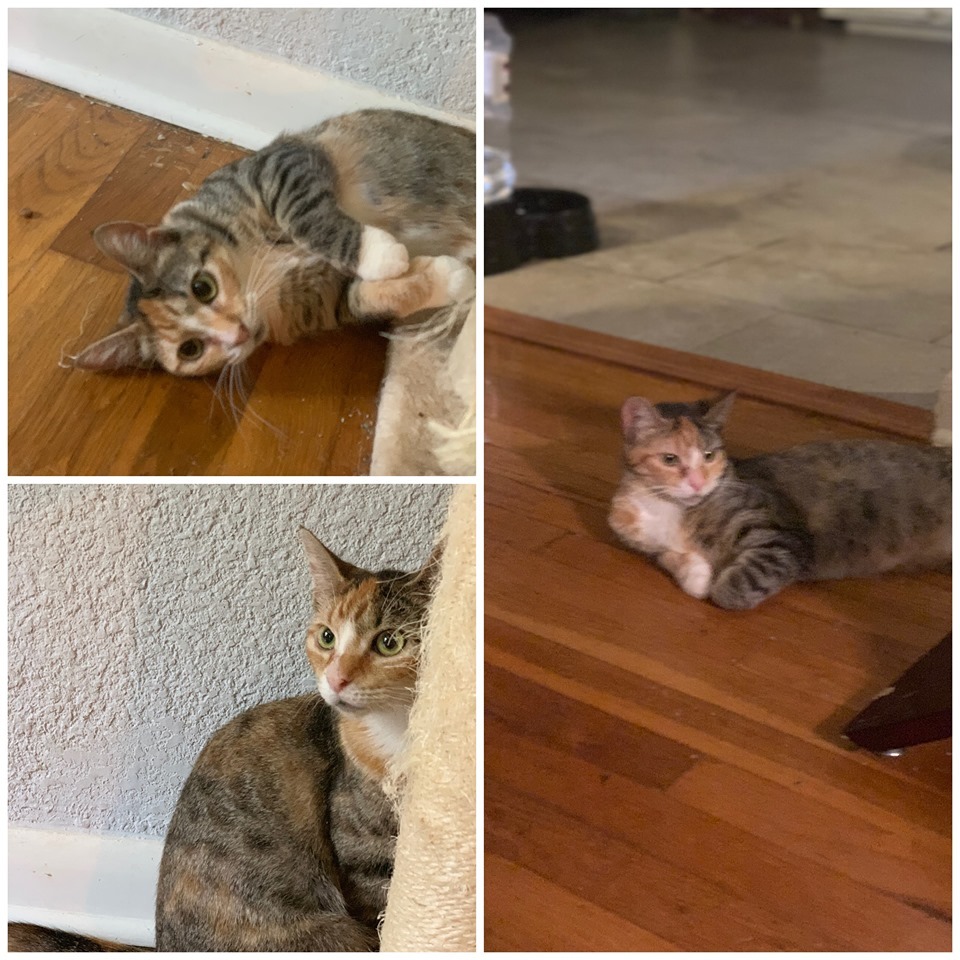 Bijou, an adoptable Domestic Short Hair, Tortoiseshell in Arlington, TX, 76012 | Photo Image 1