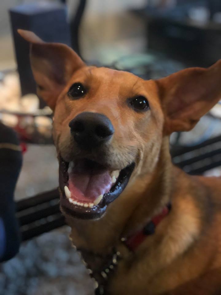 Duke, an adoptable Labrador Retriever, German Shepherd Dog in Groveland, FL, 34736 | Photo Image 1