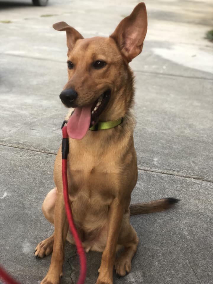 Duke, an adoptable Labrador Retriever, German Shepherd Dog in Groveland, FL, 34736 | Photo Image 2