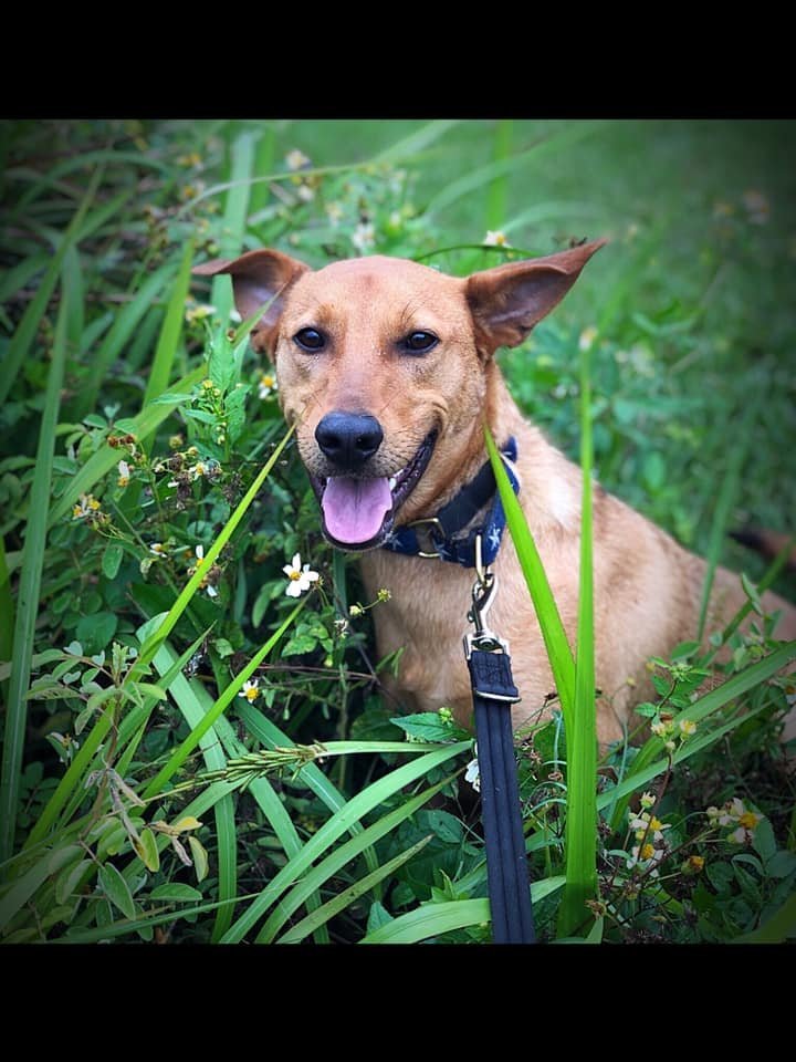 Duke, an adoptable Labrador Retriever, German Shepherd Dog in Groveland, FL, 34736 | Photo Image 3