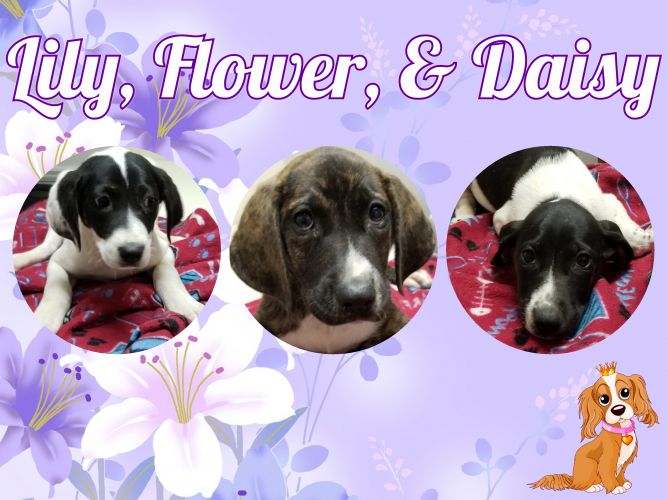 Lily, Flower, & Daisy