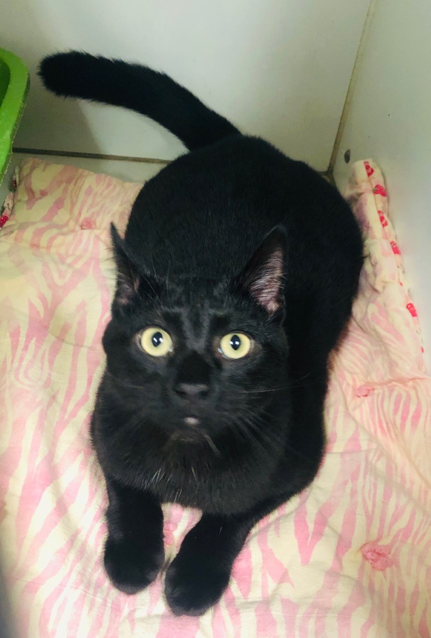 Sherman, an adoptable Domestic Medium Hair, Domestic Short Hair in Hazleton, IA, 50641 | Photo Image 1
