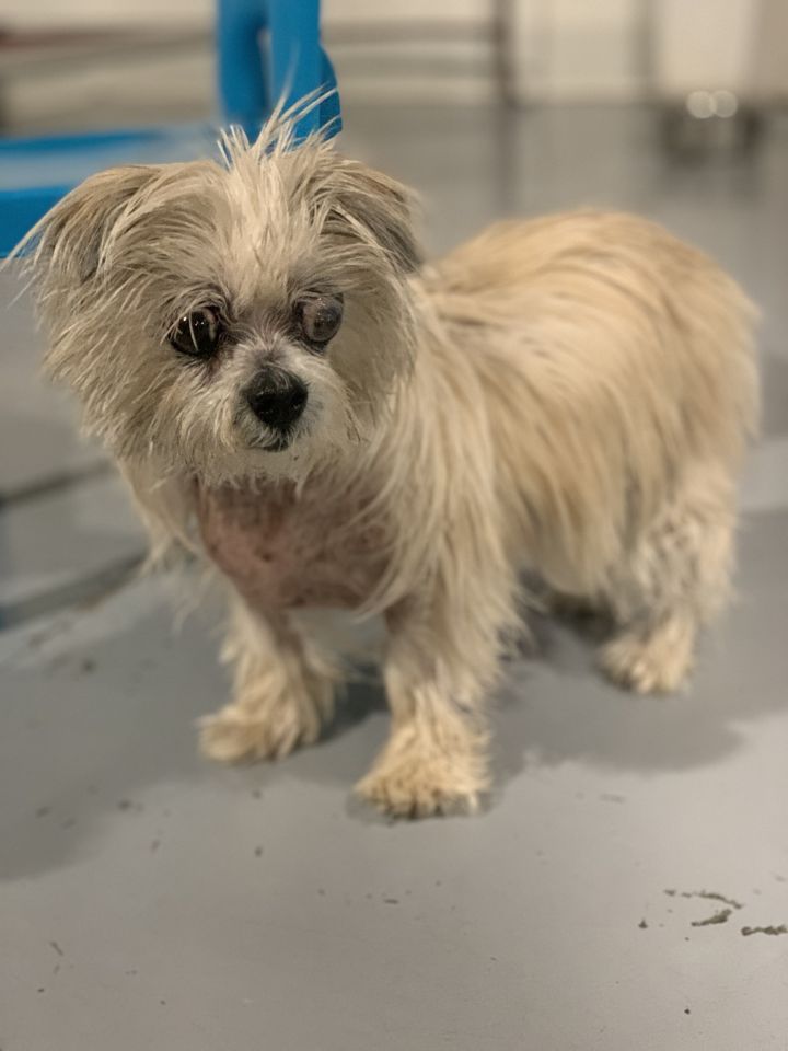 Small Breed Dog Rescue Washington State