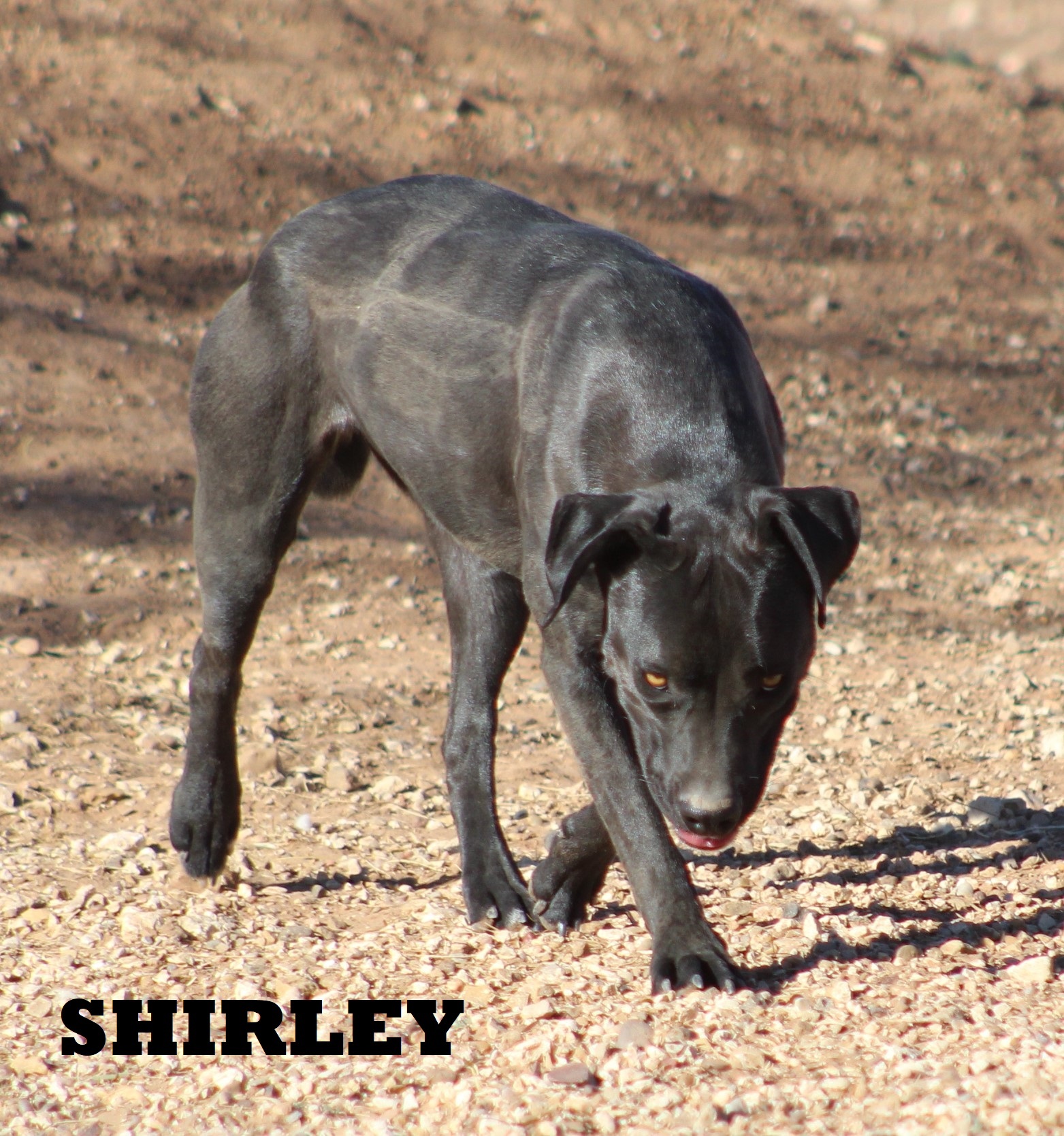 Shirley, an adoptable Pit Bull Terrier in Post, TX, 79356 | Photo Image 4