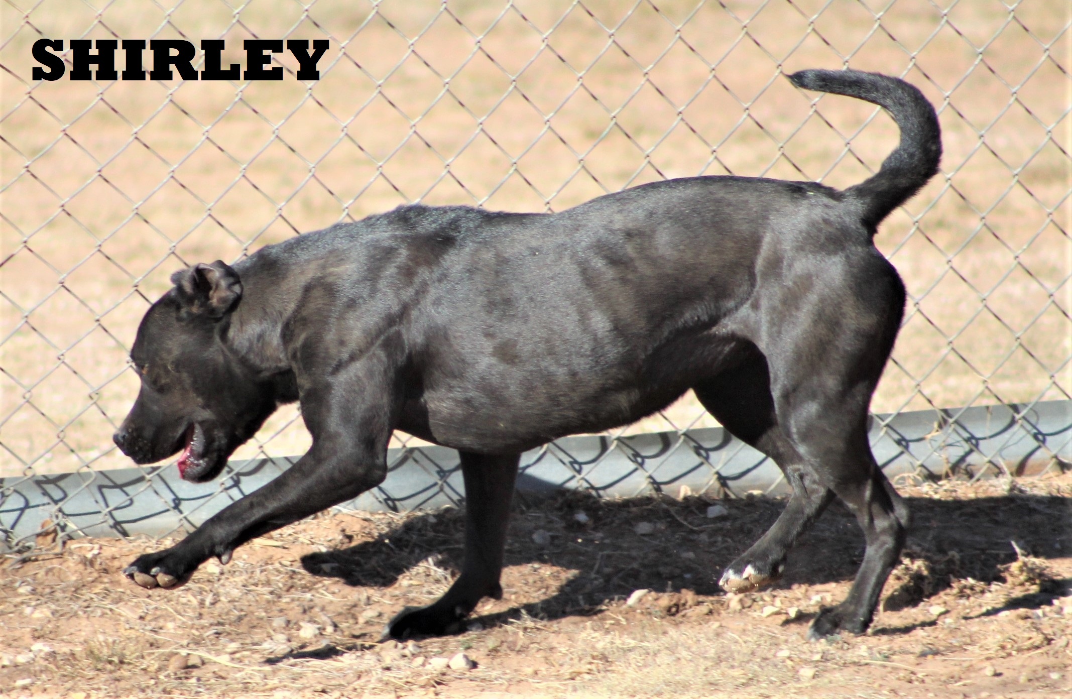 Shirley, an adoptable Pit Bull Terrier in Post, TX, 79356 | Photo Image 6