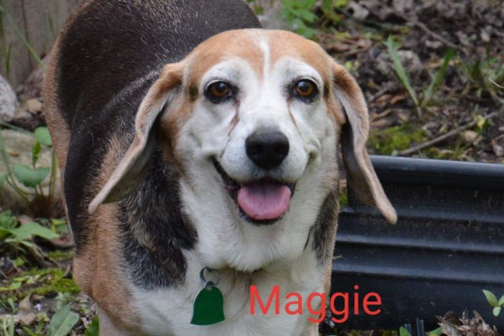 Maggie 2