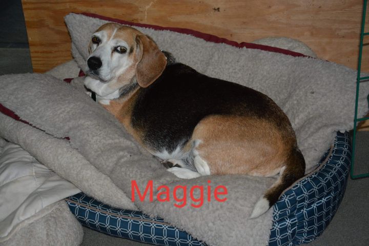 Maggie 6