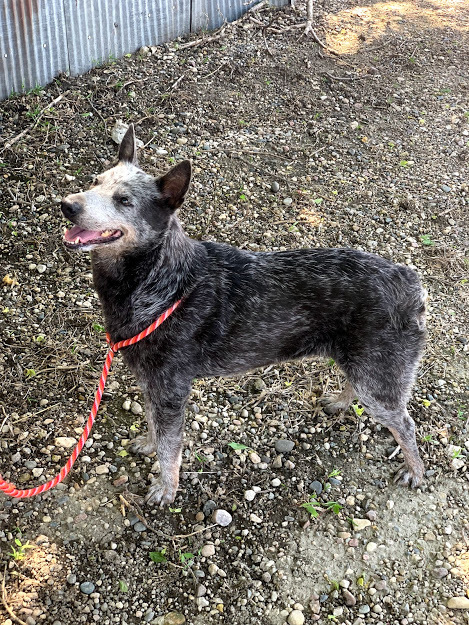 Famous Australian Cattle Dog Foxy