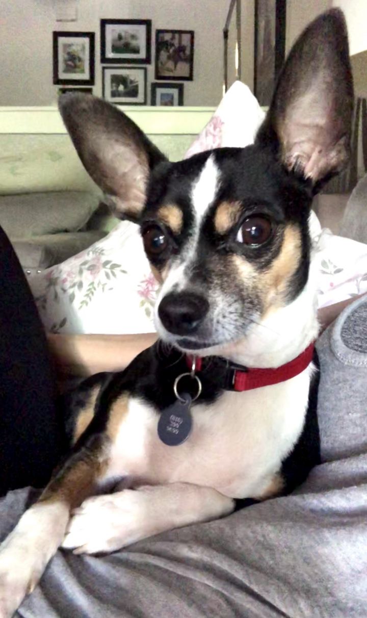 Chico, an adopted Rat Terrier & Chihuahua Mix in Charlottesville, VA_image-1