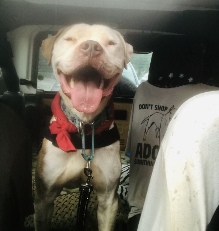 Carl, an adopted American Bulldog & Labrador Retriever Mix in Chamblee, GA_image-4