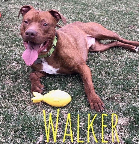 Walker, an adoptable Coonhound, American Staffordshire Terrier in Plainfield, IL, 60544 | Photo Image 2