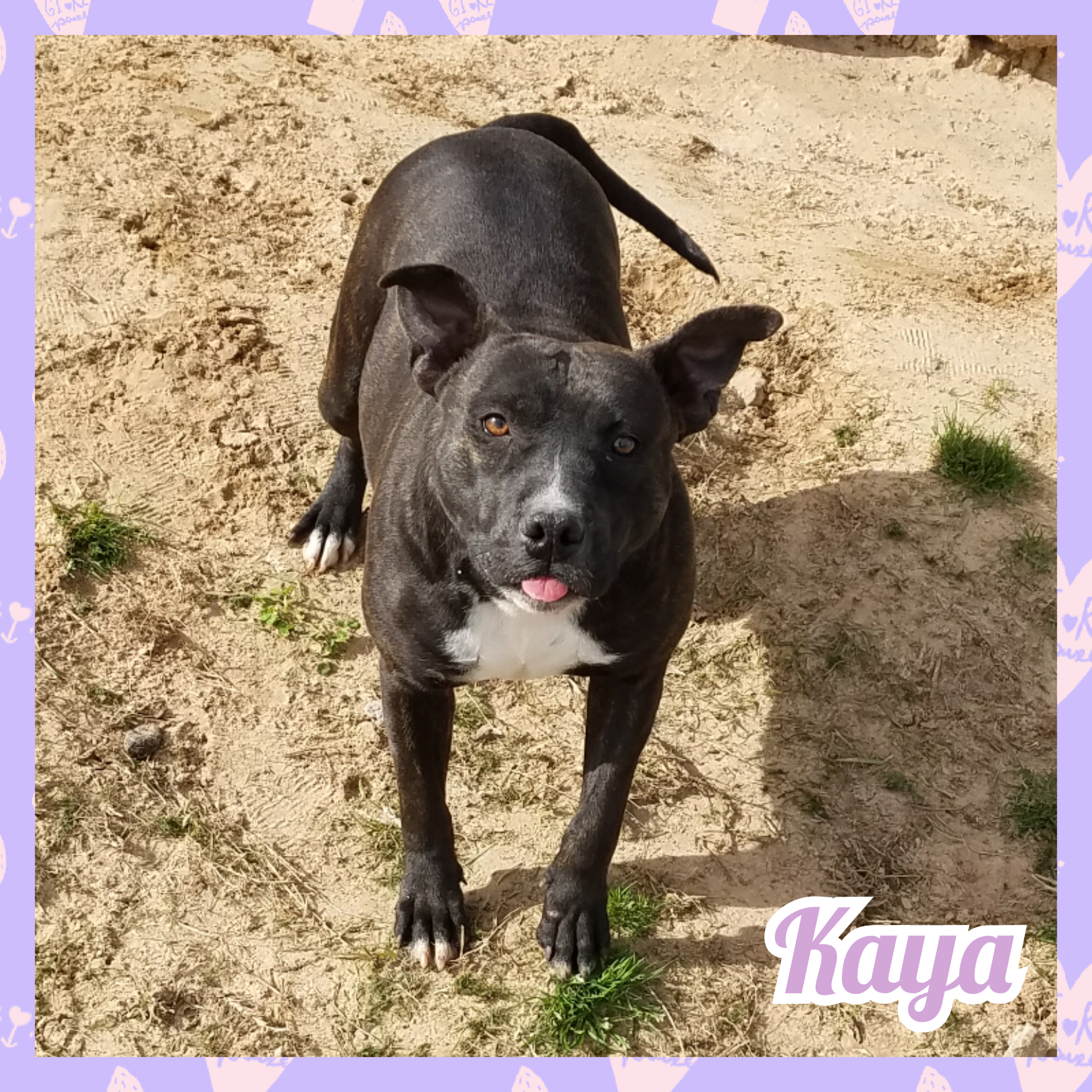Kaya, an adoptable Pit Bull Terrier in Daingerfield, TX, 75638 | Photo Image 2