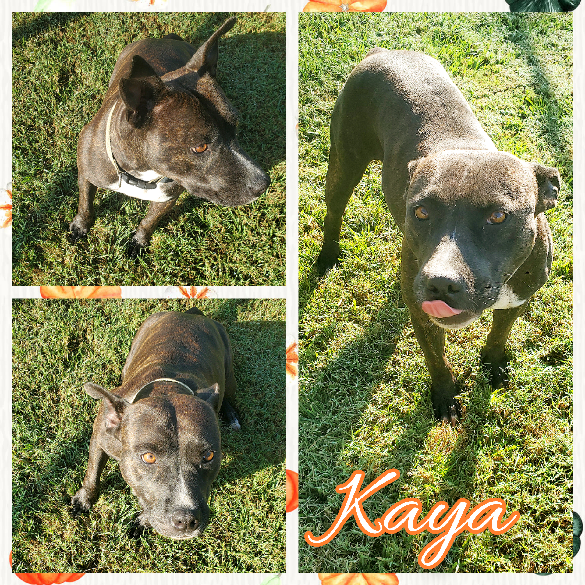 Kaya, an adoptable Pit Bull Terrier in Daingerfield, TX, 75638 | Photo Image 3