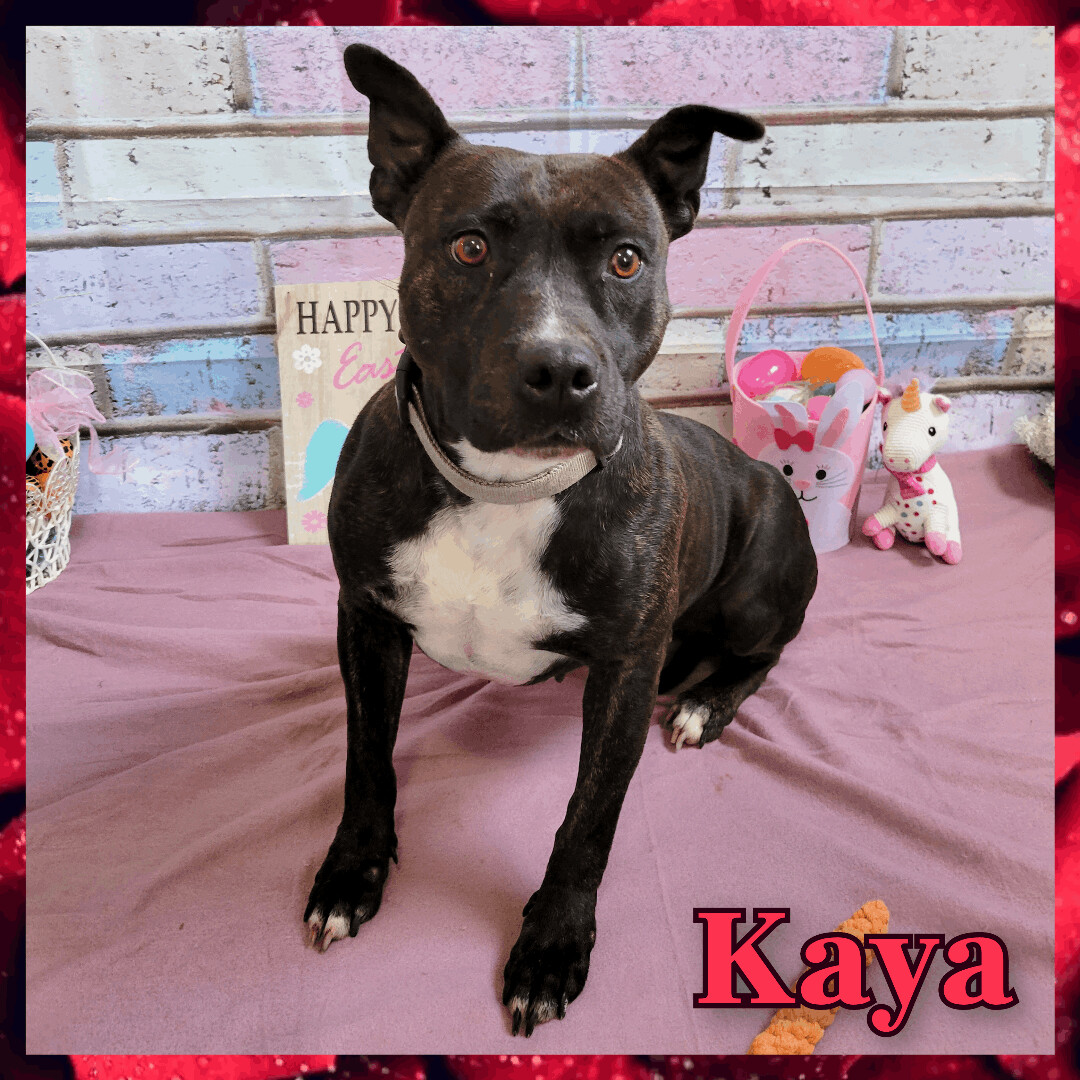 Kaya, an adoptable Pit Bull Terrier in Daingerfield, TX, 75638 | Photo Image 4