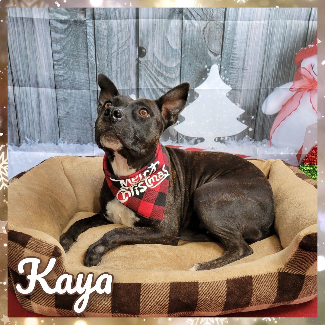 Kaya, an adoptable Pit Bull Terrier in Daingerfield, TX, 75638 | Photo Image 1