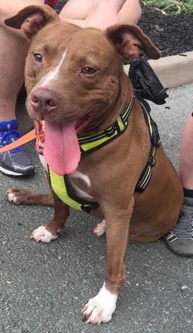 Niles, an adoptable American Staffordshire Terrier, Pit Bull Terrier in Staunton, VA, 24401 | Photo Image 1