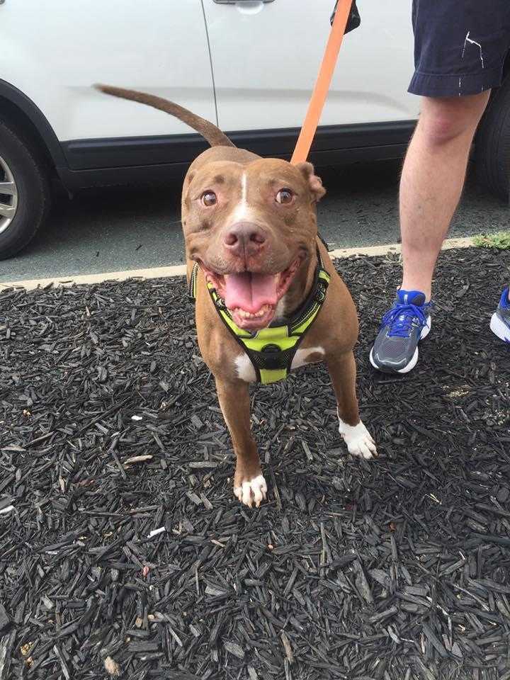 Niles, an adoptable American Staffordshire Terrier, Pit Bull Terrier in Staunton, VA, 24401 | Photo Image 3