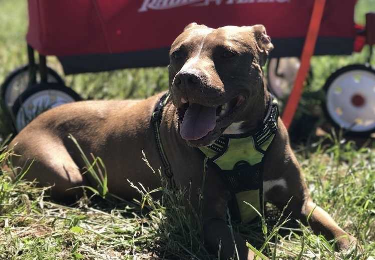 Niles, an adoptable American Staffordshire Terrier, Pit Bull Terrier in Staunton, VA, 24401 | Photo Image 4