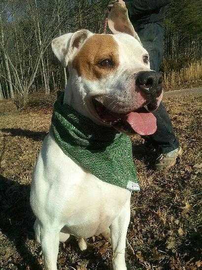 Rusty, an adoptable Pit Bull Terrier, American Bulldog in Staunton, VA, 24401 | Photo Image 1