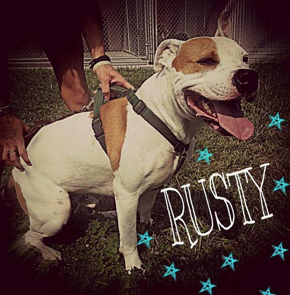 Rusty, an adoptable Pit Bull Terrier, American Bulldog in Staunton, VA, 24401 | Photo Image 2