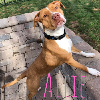 Allie, an adoptable American Staffordshire Terrier, Pit Bull Terrier in Plainfield, IL, 60544 | Photo Image 1