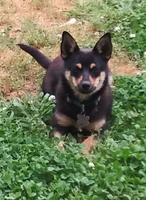 Pomeranian mini pinscher mix best sale