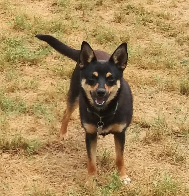 Miniature Pinscher Pomeranian Mix All Miniature