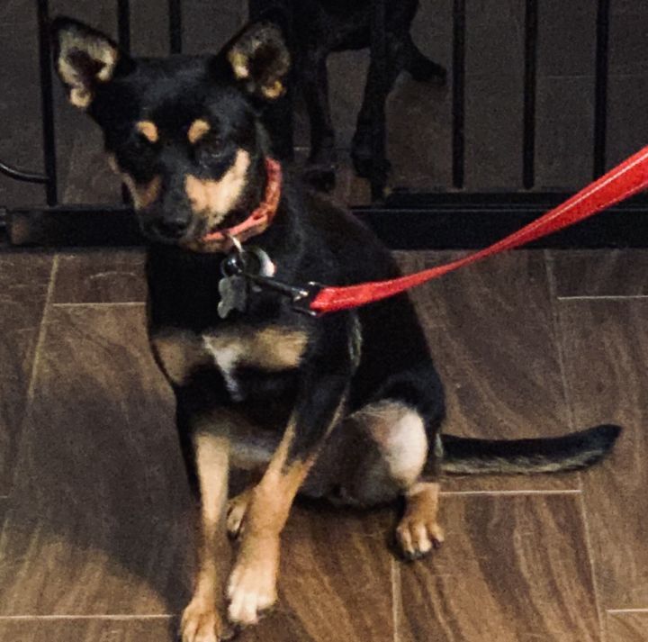 Dog For Adoption Topper A Miniature Pinscher Pomeranian Mix In Monroe Ga Petfinder