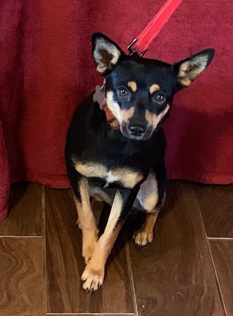 Pomeranian mini hotsell pinscher mix