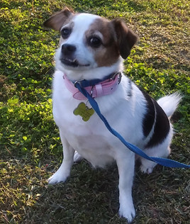Dog For Adoption Runt A Papillon Jack Russell Terrier Mix In